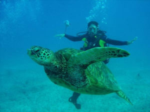 turt