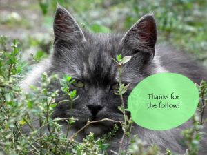catThanks