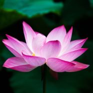 Transform Feeling NOT Enough into I AM ENOUGH!